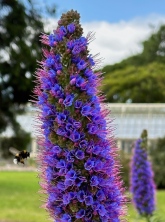 dublin_purple_flower_bee - 1